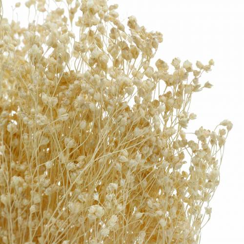 Floristik24 Torkade blommor Broom Bloom Blekt 140g