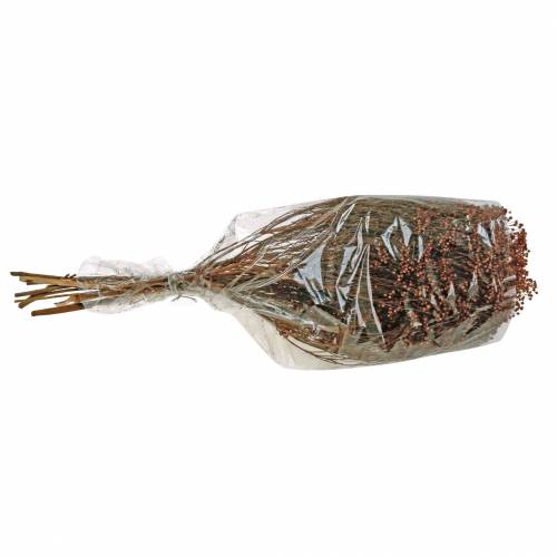 Floristik24 Torkade blommor Broom Bloom Brown 170g