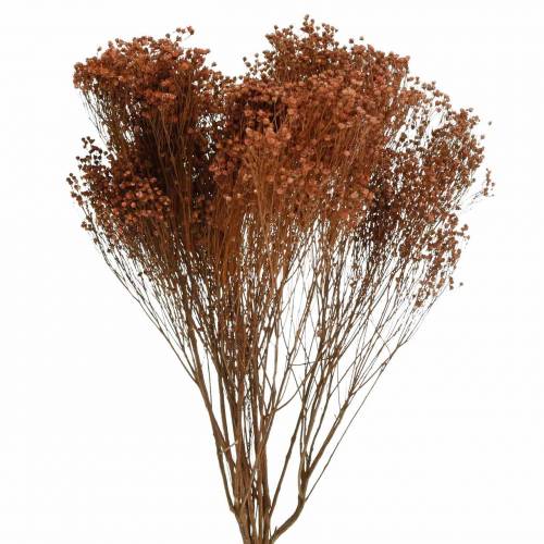 Floristik24 Torkade blommor Broom Bloom Brown 170g