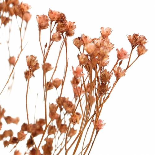 Floristik24 Torkade blommor Broom Bloom Brown 170g