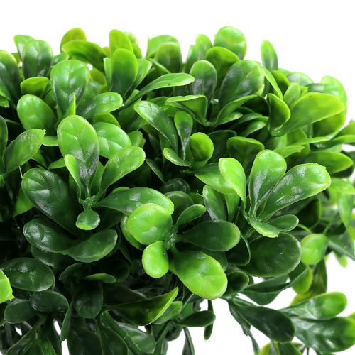Floristik24 Boxwood gren L20cm 12st