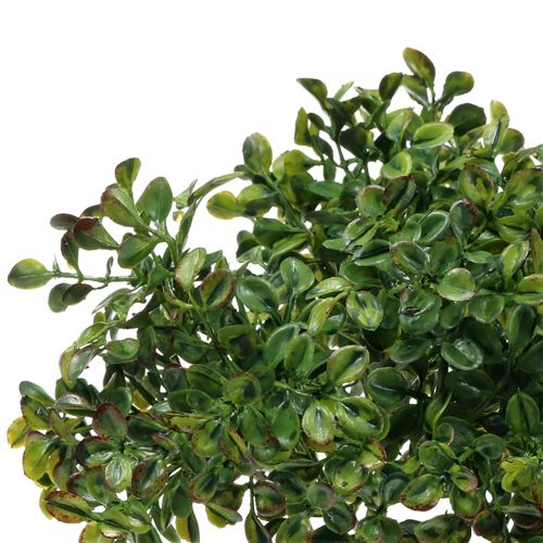 Floristik24 Boxwood gren grön 27cm