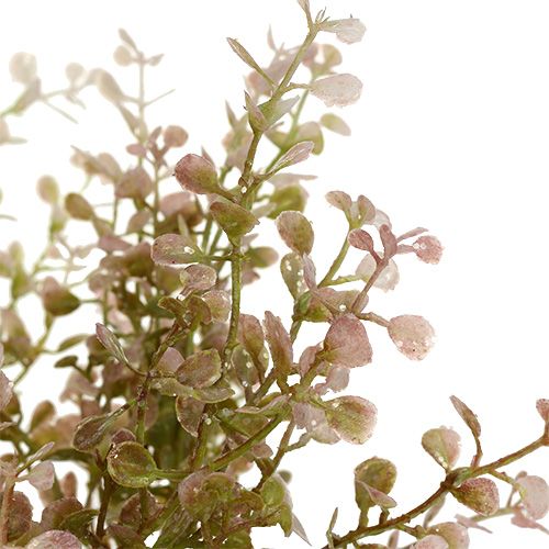 Floristik24 Boxwood gren rosa, rosa med glimmer 32cm