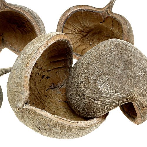 Artikel Buddhanötter 8-10cm vittvättade 10 st