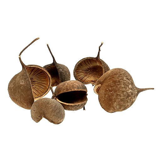 Artikel Buddha Nut Natural 15 st