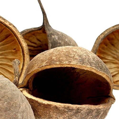 Artikel Buddha Nut Natural 15 st
