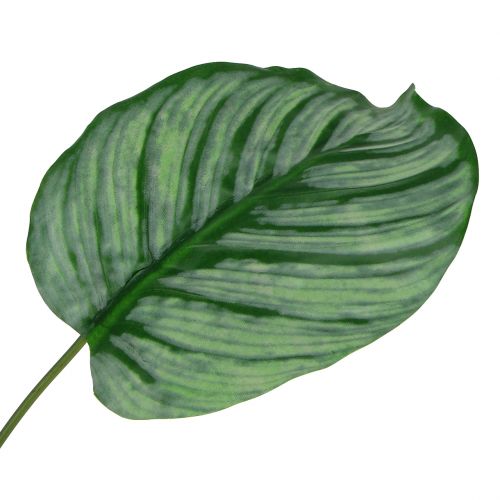 Floristik24 Dekorativt ark, Calathea ark 6st