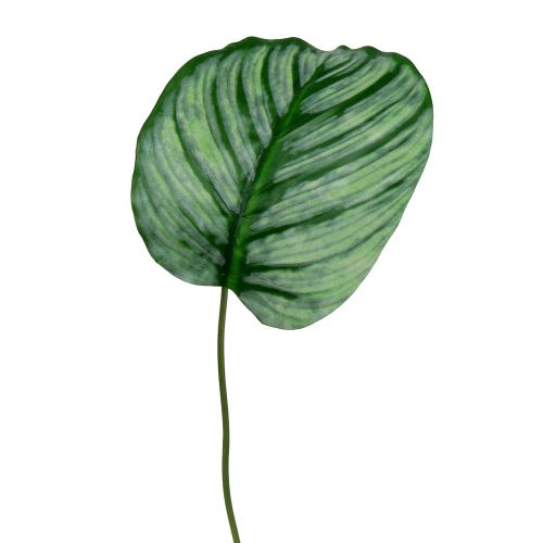 Floristik24 Dekorativt ark, Calathea ark 6st