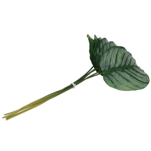 Floristik24 Dekorativt ark, Calathea ark 6st