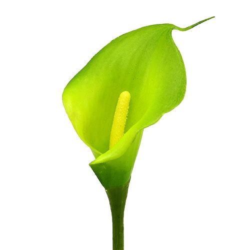 Floristik24 Calla konstgrön 8cm L57cm 12st