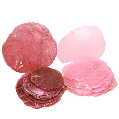 Floristik24 Capiz skaldekor i rosa bär 5cm–8cm mix 60 st