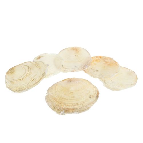 Capiz mussla 500g