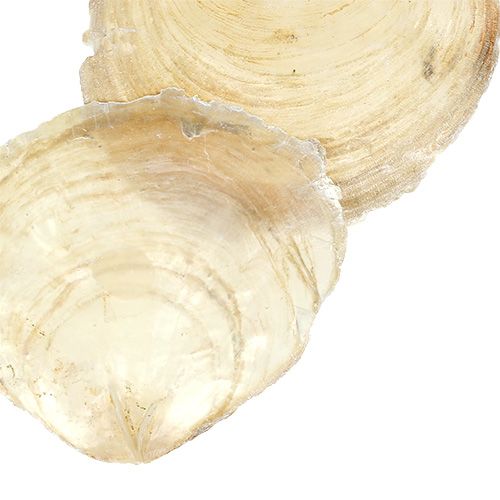 Floristik24 Capiz mussla 500g