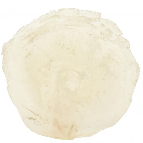 Artikel Capiz-skal Capiz-skivor pärlemorskivor naturell 7,5–9,5 cm 300g