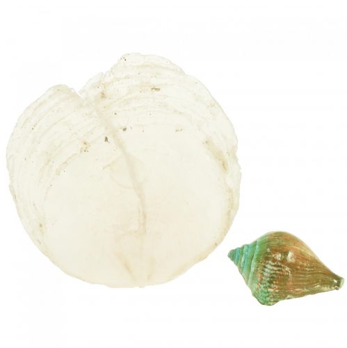 Floristik24 Capiz pärlemorskal pärlemorskivor havssnigelskal grönt 3,5–9,5cm 750g