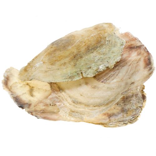 Floristik24 Capiz skal naturliga 10cm – 14cm 1kg