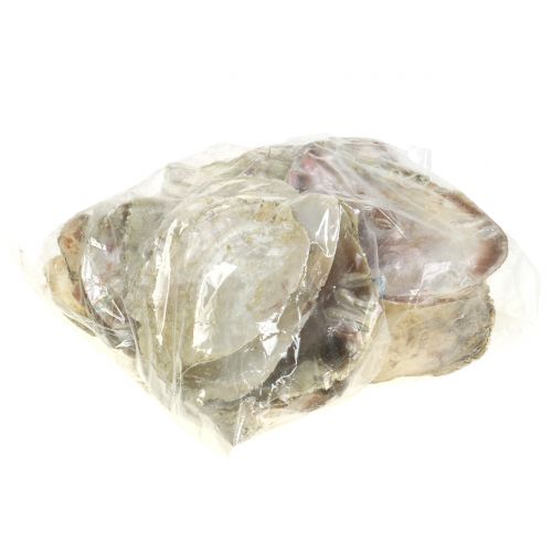 Floristik24 Capiz skal naturliga 10cm – 14cm 1kg