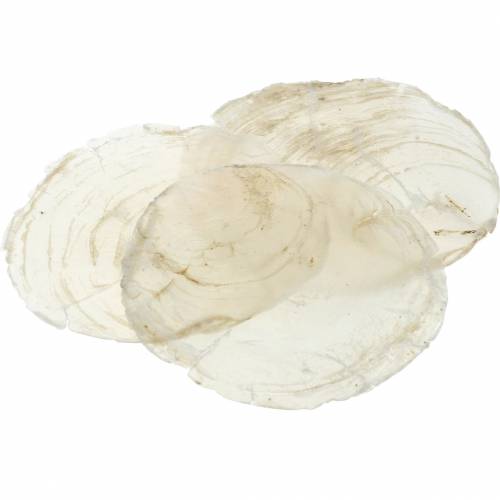 Floristik24 Capizmussla 250g