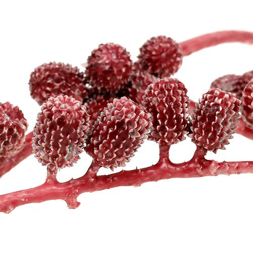 Floristik24 Casurina kottar röda, vaxade 110g