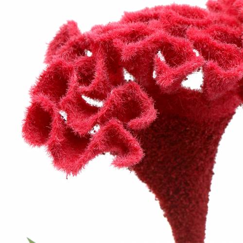 Floristik24 Celosia cristata kukskum röd 72cm