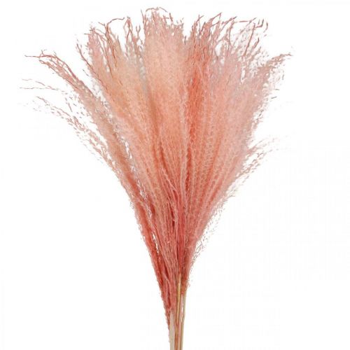 Floristik24 Kinesisk vass ljusrosa torrt gräs Miscanthus H75cm 10p