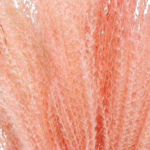 Artikel Kinesisk vass ljusrosa torrt gräs Miscanthus H75cm 10 st