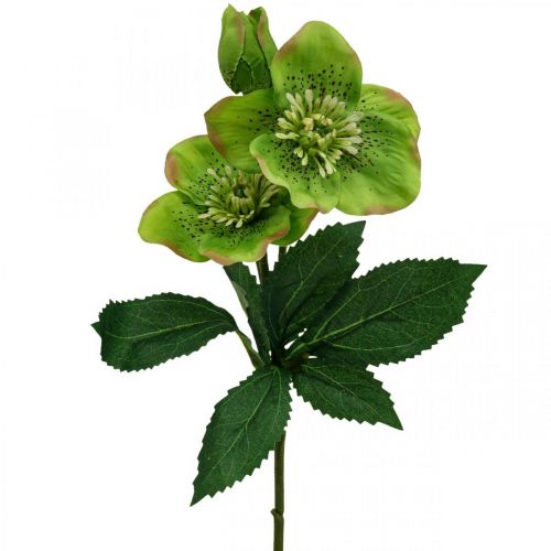 Floristik24 Julros Fastelavnsros hellebore konstgjorda blommor grön L34cm 4 st