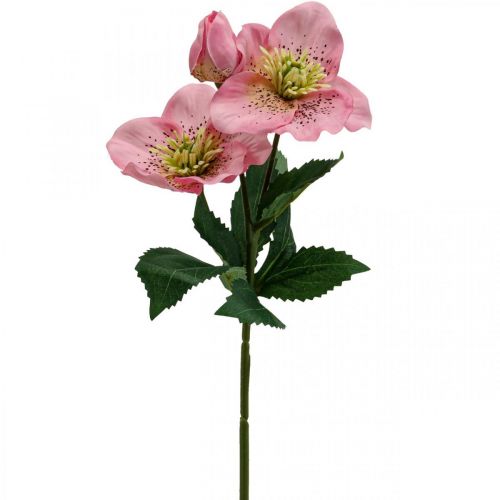 Floristik24 Julros, linsros, helleborre, konstgjorda växter rosa L34cm 4st