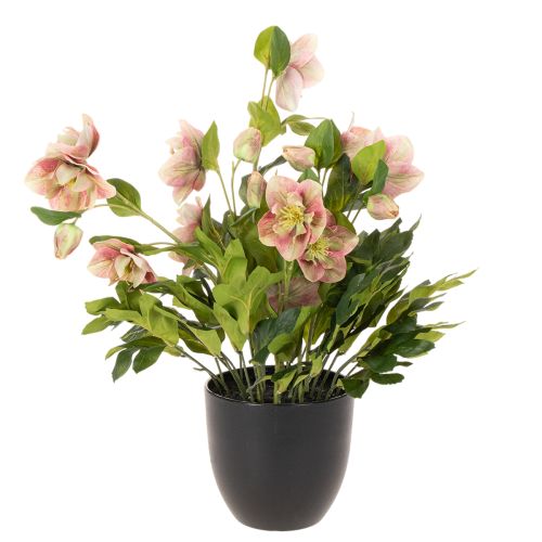 Konstgjord Helleborus krukväxt, julros, för heminredning, 50 cm | Floristik24.se