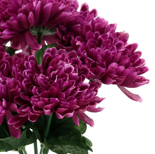 Floristik24 Krysantemum aubergine med 7 blommor