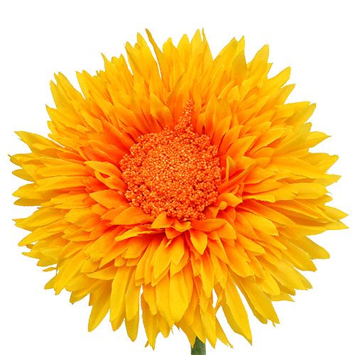 Floristik24 Krysantemum Teddy 63cm Guldgul