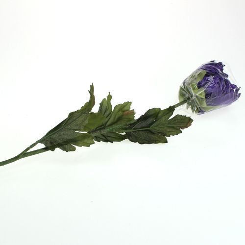 Floristik24 Krysantemum lila 74cm