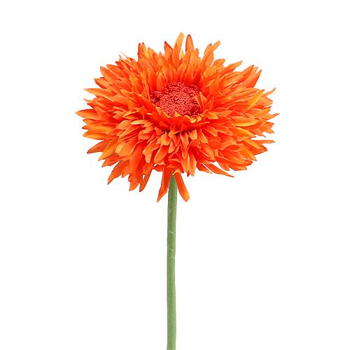 Floristik24 Krysantemum Teddy 63cm Orange