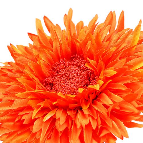 Floristik24 Krysantemum Teddy 63cm Orange