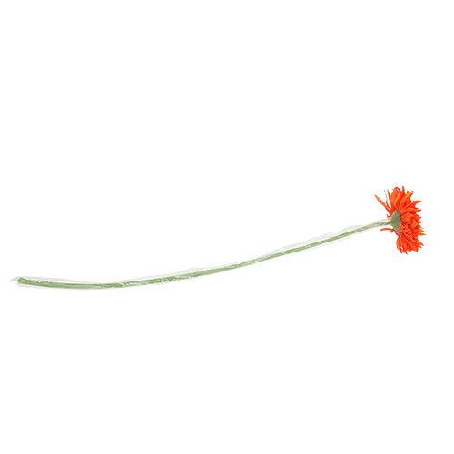 Floristik24 Krysantemum Teddy 63cm Orange