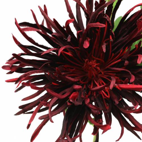 Floristik24 Krysantemum Mörkröd 73cm