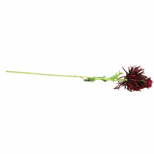 Floristik24 Krysantemum Mörkröd 73cm