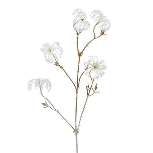 Clematis gren vit flockad 62 cm 3st