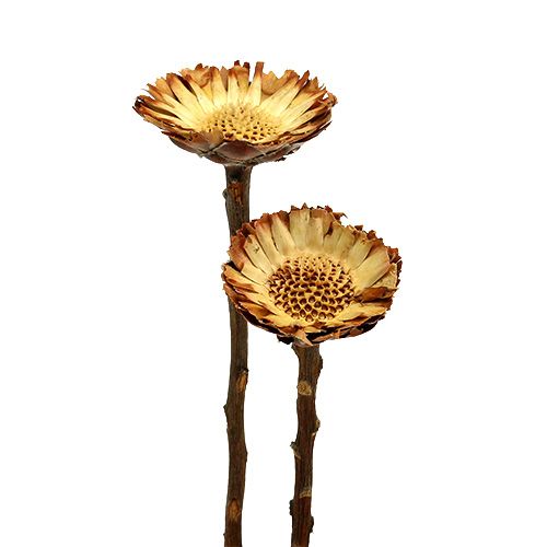 Floristik24 Compacta Rosette Light 50 st