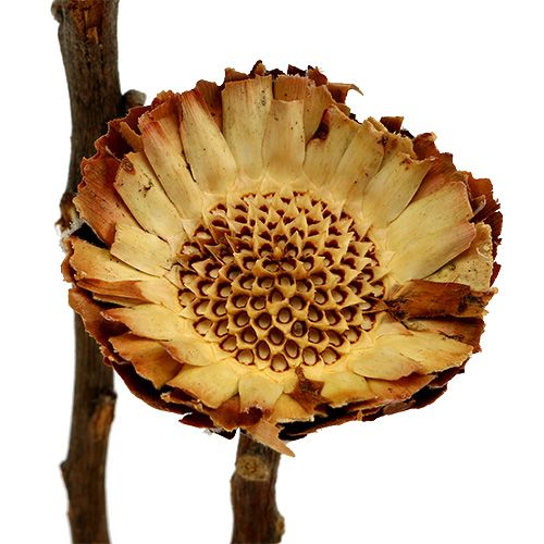 Artikel Compacta Rosette Light 50 st