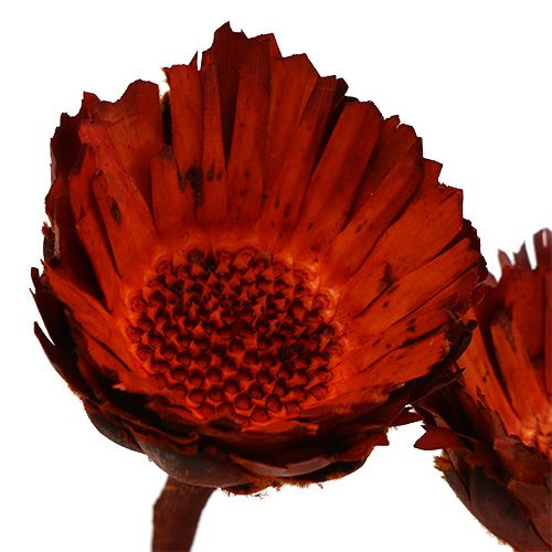 Artikel Compacta Rosette orange 40 st