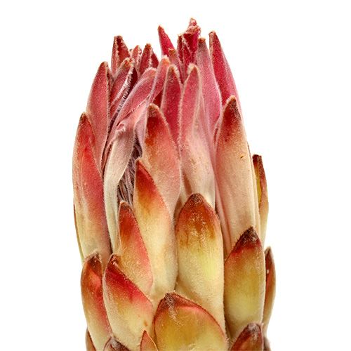 Artikel Compacta Rosa 25 st