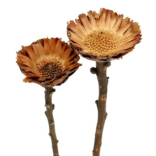 Floristik24 Compacta Rosett 100 st