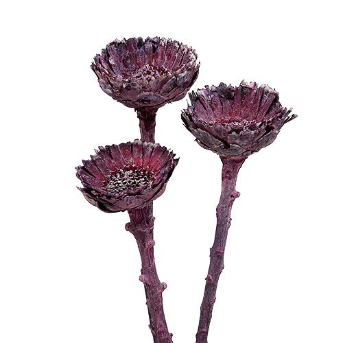 Artikel Compacta Rosette Frosted Blackberry 20 st