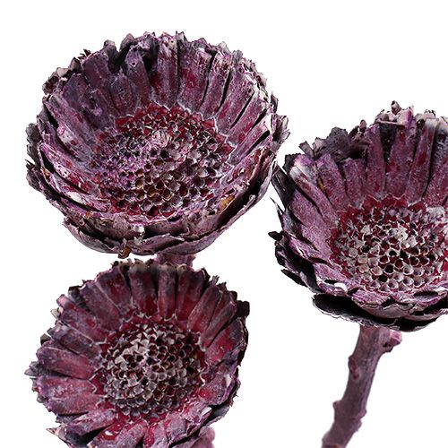 Artikel Compacta Rosette Frosted Blackberry 20 st