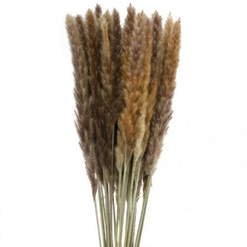 Floristik24 Torkat gräs Pampasgräs naturligt knippe 80 cm 100 g