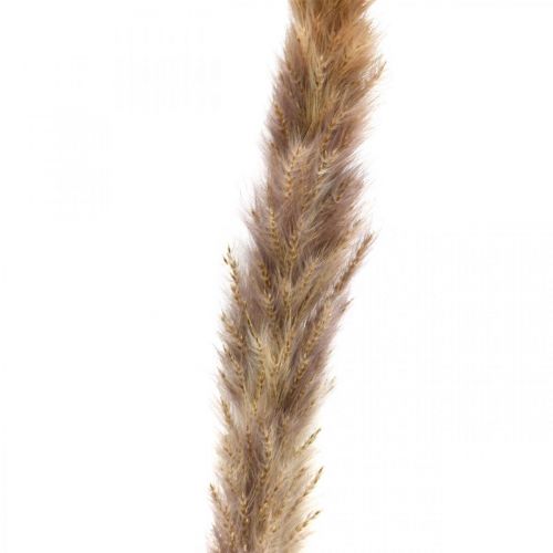 Artikel Torkat gräs Pampasgräs naturligt knippe 80 cm 100 g