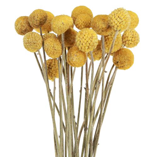 Floristik24 Craspedia trumpinnar torr dekoration natur 45cm 25 st