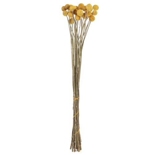 Floristik24 Craspedia trumpinnar torr dekoration natur 45cm 25 st