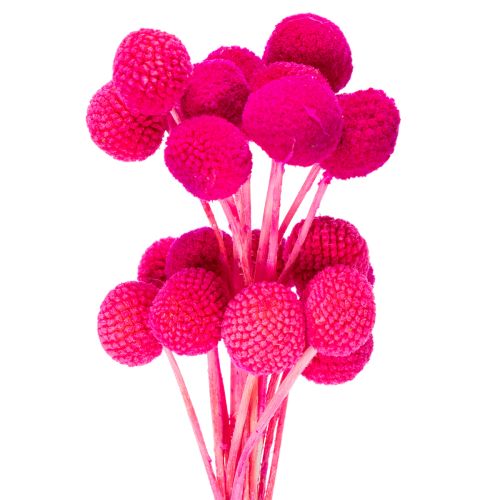 Craspedia torkad blombukett för blomsterhandel, 55 cm, 20 stycken